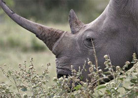 Rhino face